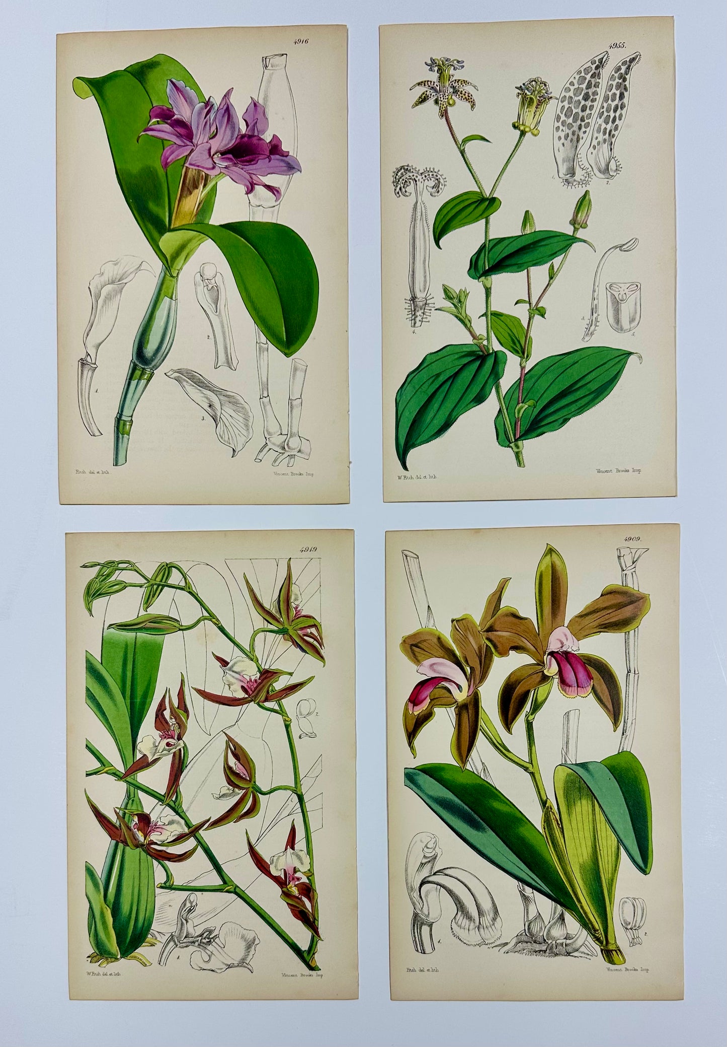 Original Botanical Engravings by William Curtis, 1856 (Set of 4)