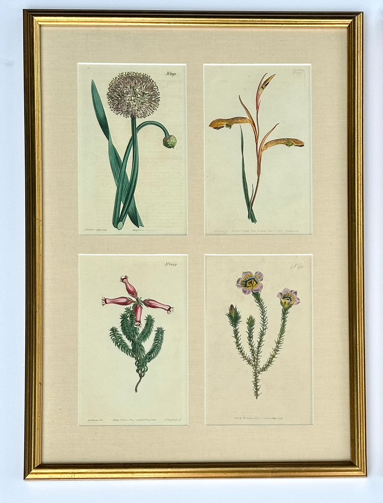 Set of botanicals by William Curtis, 1806 (framed)