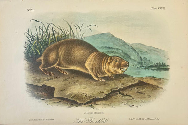 Mountain Beaver (Sewellel) by John James Audubon, 1st Edition Octavo Print, 1842