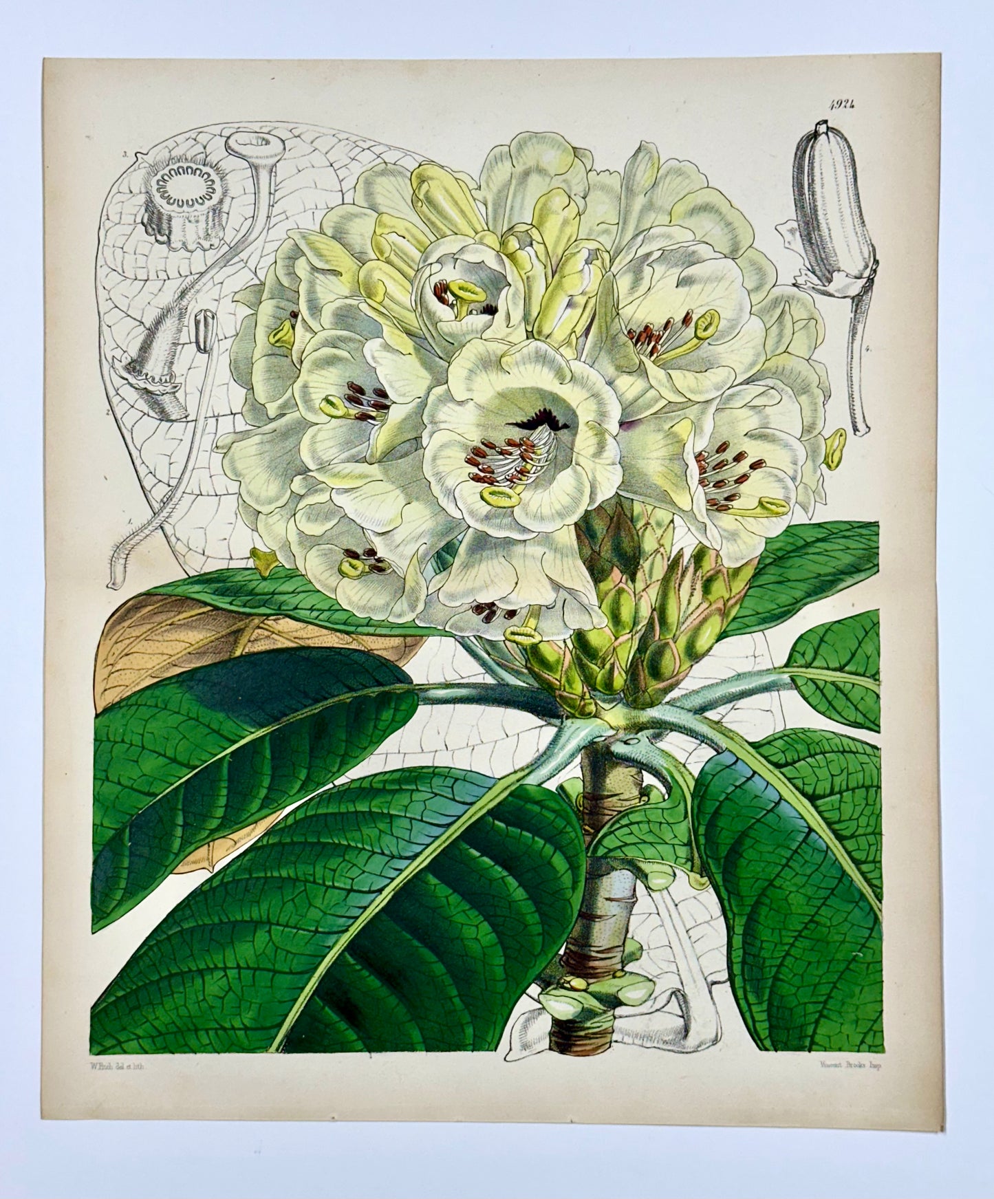 Rhododendron Print by William Curtis, 1856