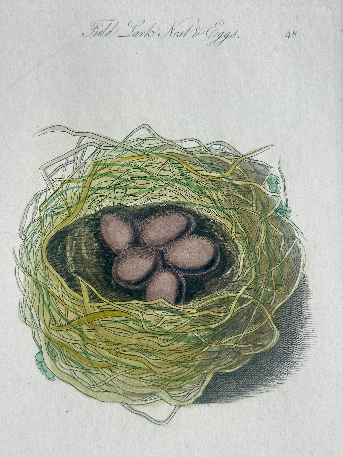 Lark Sparrow Nest & Egg, Original engraving, c. 1880
