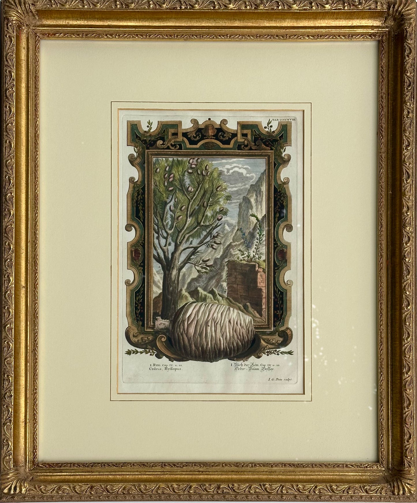 Pine Cone, Original engraving by Johann Scheuchzer, 1731 (Framed)