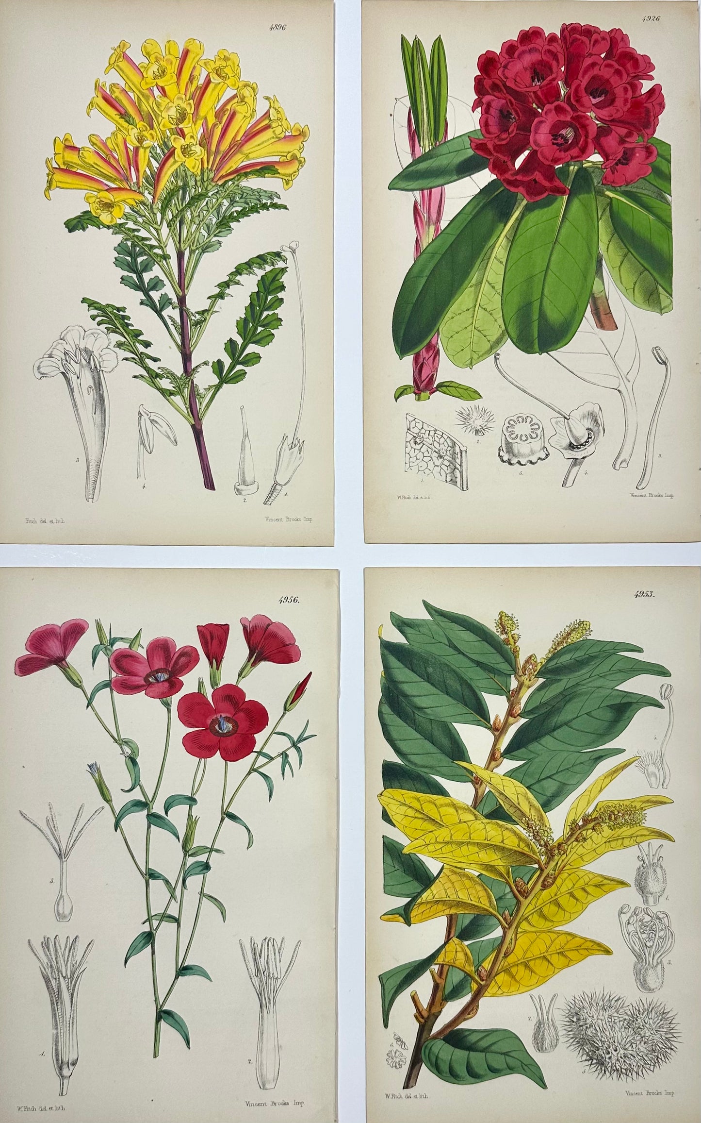Original Botanical Engravings by William Curtis, 1856 (Set of 4)