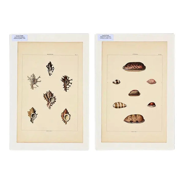 Original Shell Engravings from Rees's Cyclopaedia (Murex & Cowrie Shells), 1810 (Pair)