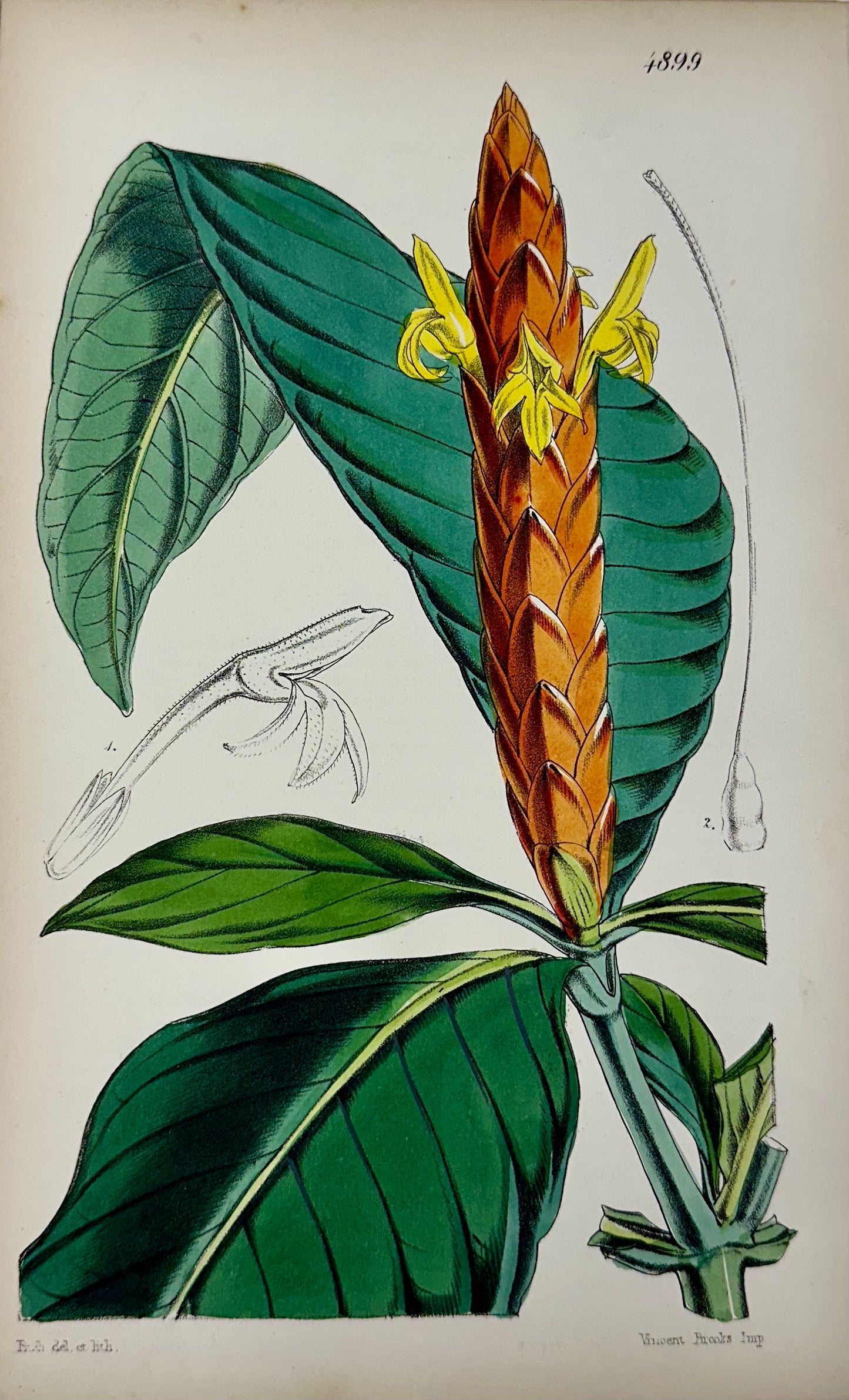 Tropical Botanical Engravings by William Curtis, 1856 (Set of 4)