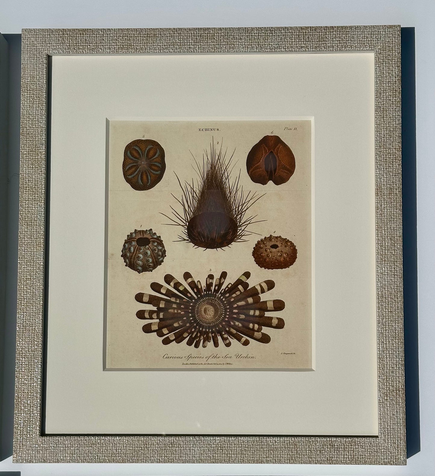Corals, Shells & Sea Urchins (1807), Set of 4
