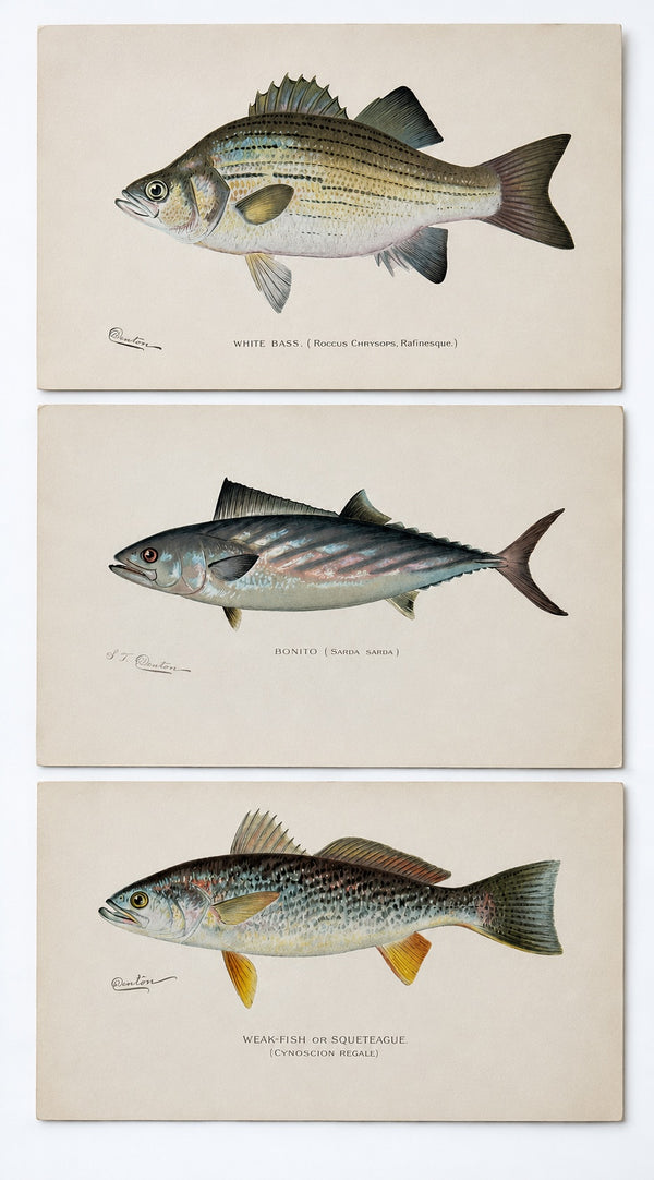 White Bass, Bonito & Weakfish - by Denton Circa 1903, S/3