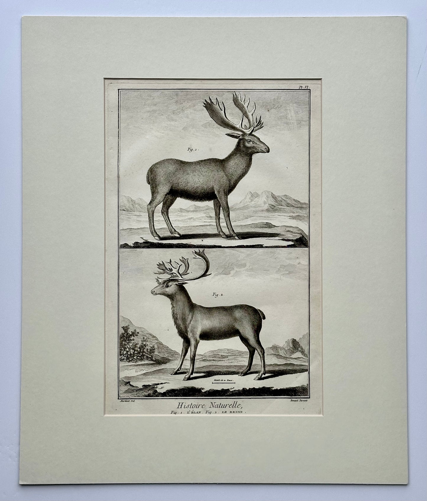Elk & Reindeer Original Engraving by Buffon, Circa 1774