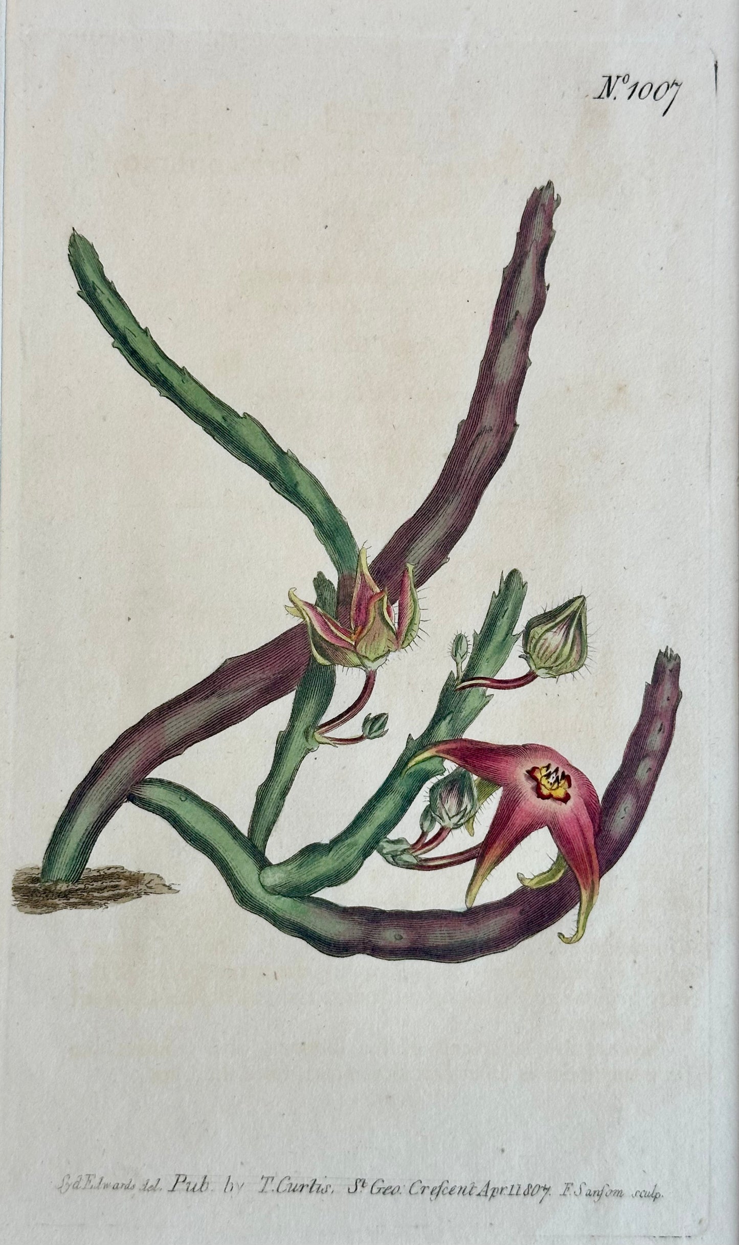 Starfish Flower Engraving by Curtis, 1807