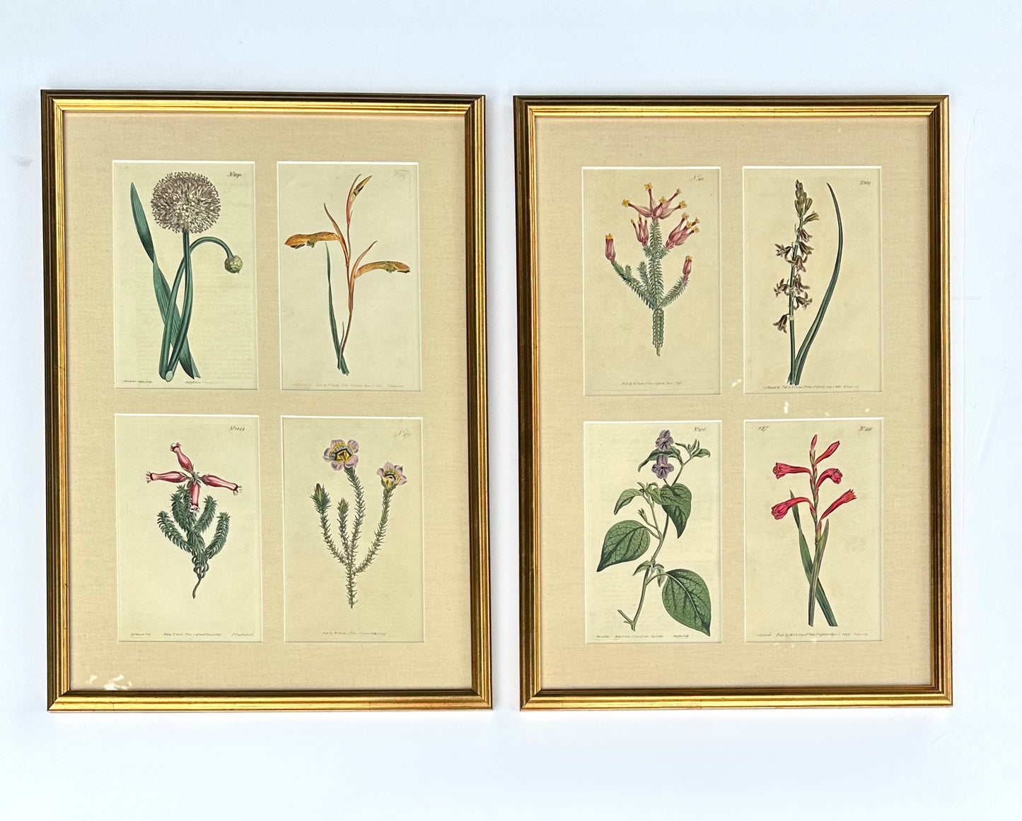 Set of botanicals by William Curtis, 1806 (framed)