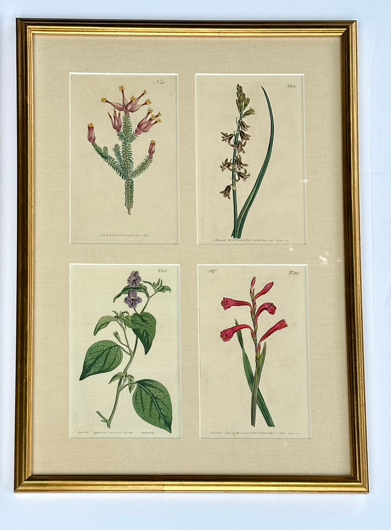 Set of botanicals by William Curtis, 1806 (framed)