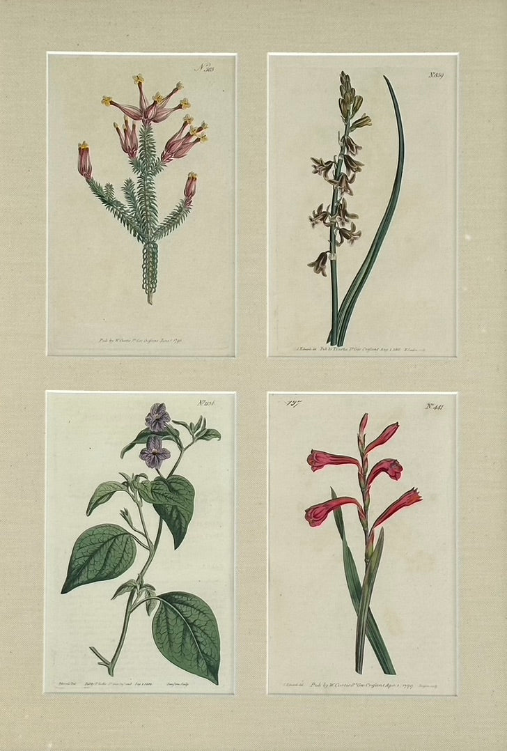 Set of botanicals by William Curtis, 1806 (framed)