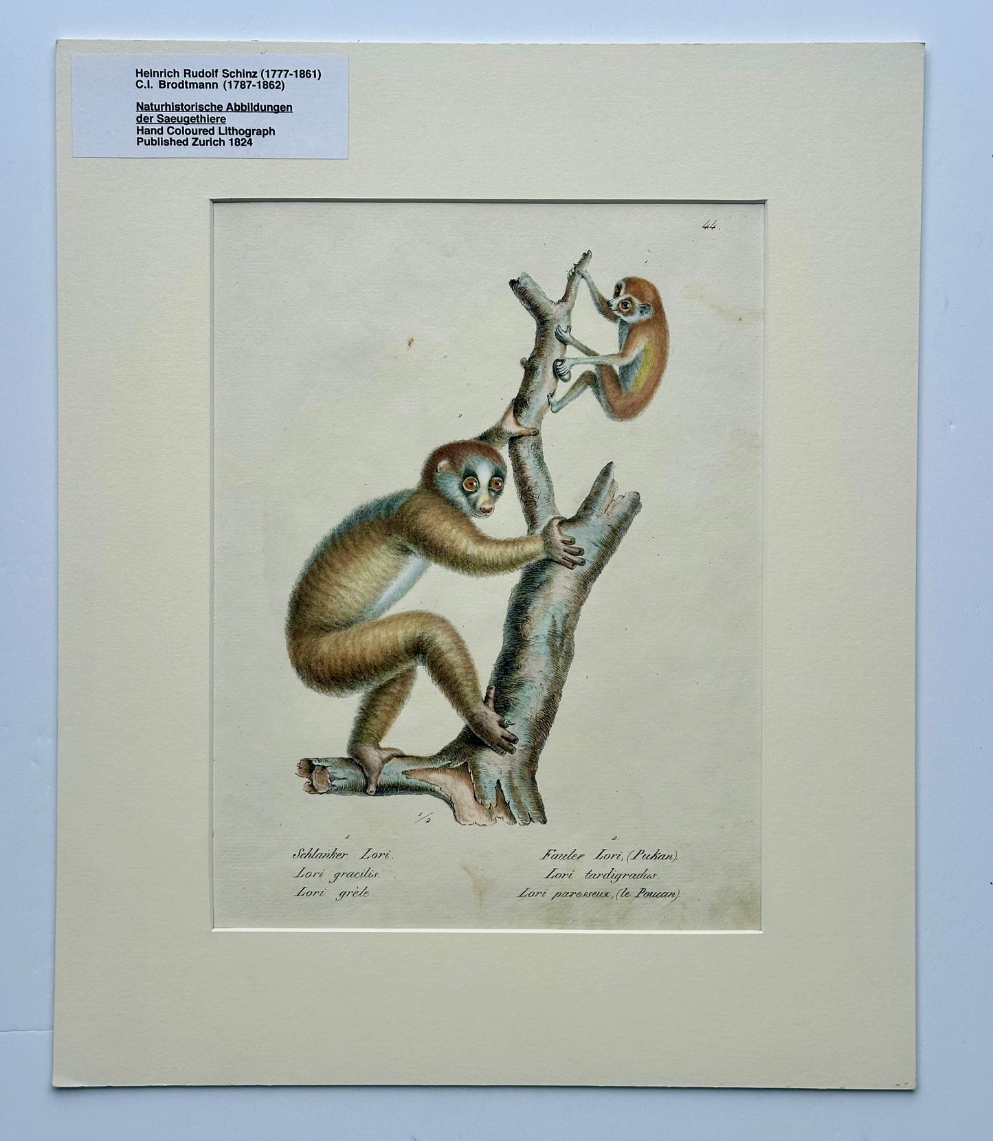 Loris Primates, Original lithograph by Brodtmann, 1824