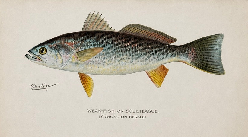 White Bass, Bonito & Weakfish - by Denton Circa 1903, S/3