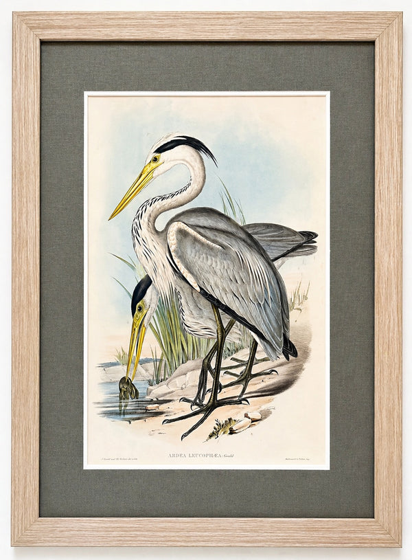 Grey Heron Original Lithograph by John Gould, Circa 1840 (Framed)