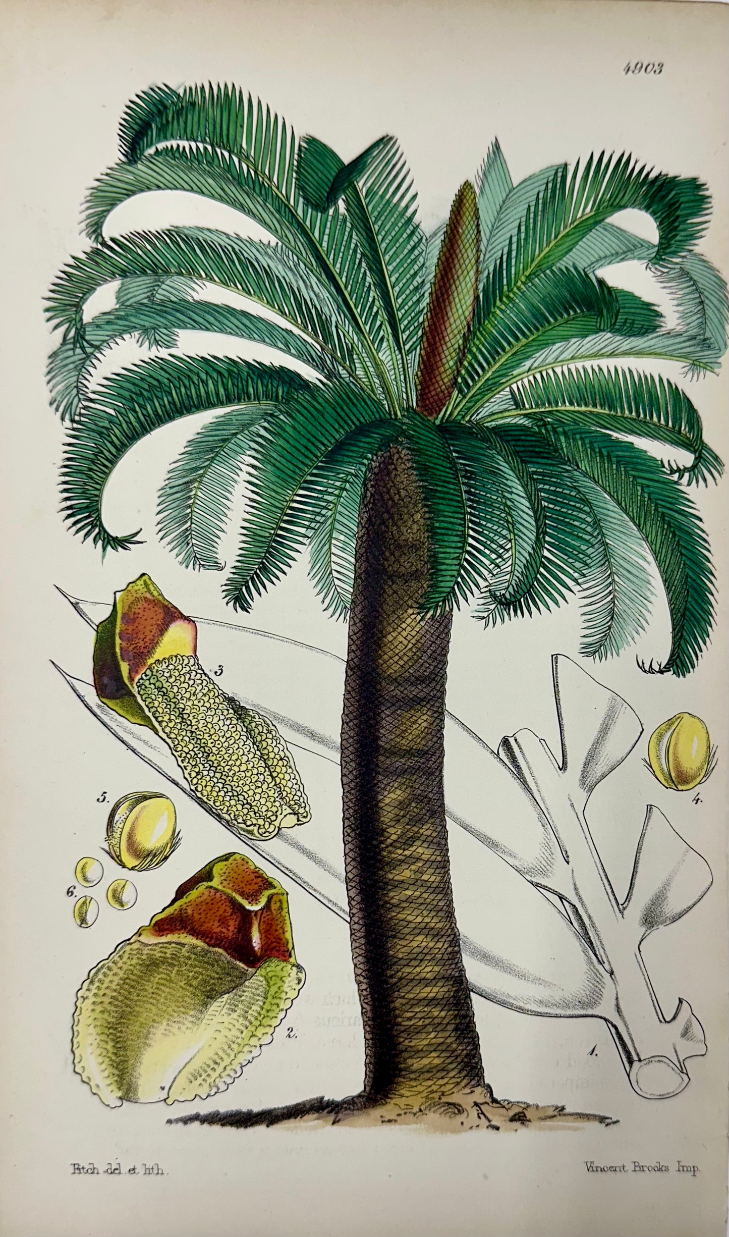 Tropical Botanical Engravings by William Curtis, 1856 (Set of 4)