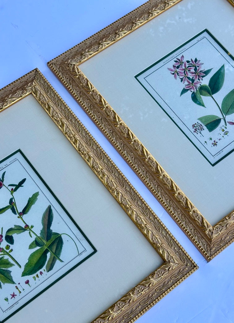 Hibiscus and mallows, Pair Original Botanical Prints, 1838 (Framed)