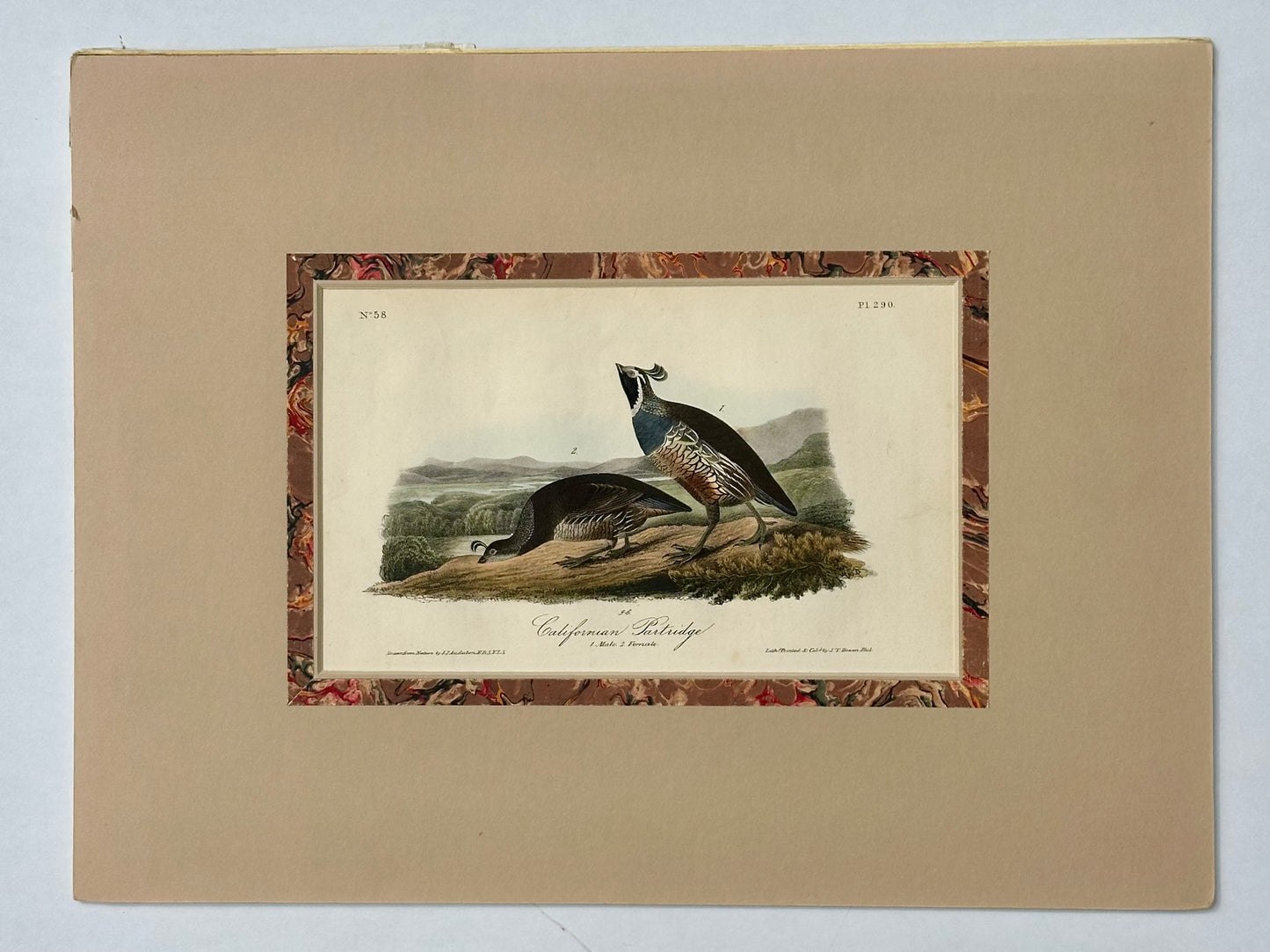 Original California Patridge by John James Audubon, 1842