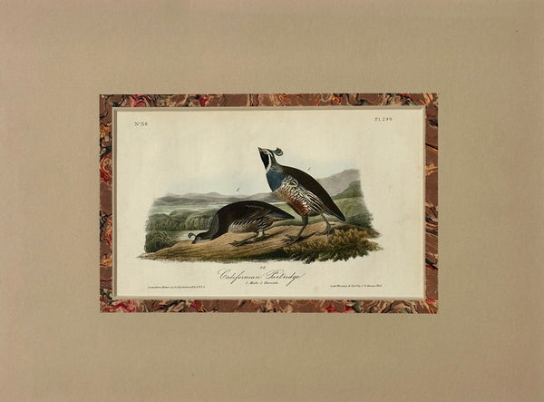 Original California Patridge by John James Audubon, 1842