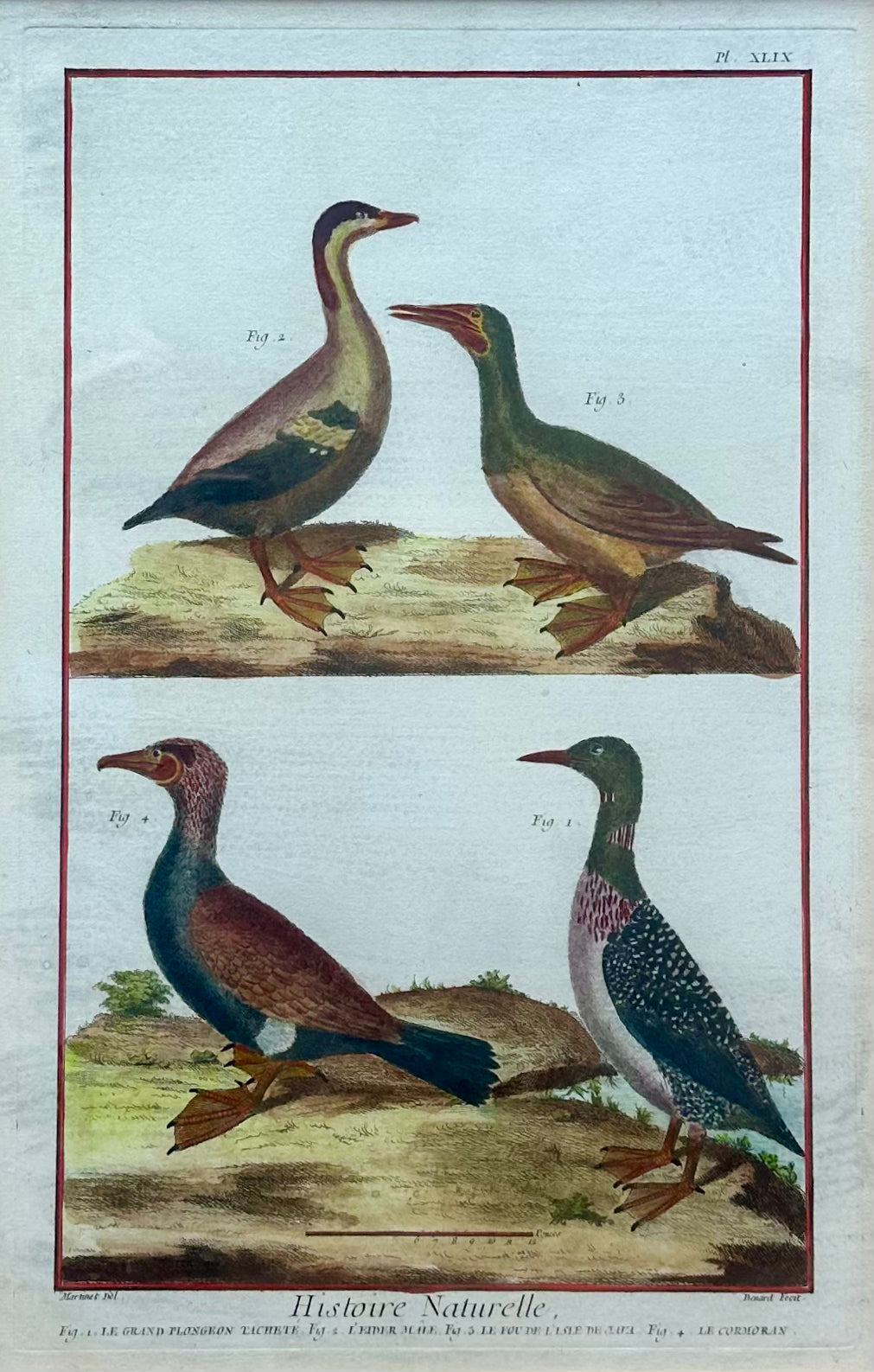 Duck, Loon & Cormorant Original Print from Histoire Naturelle, 1751