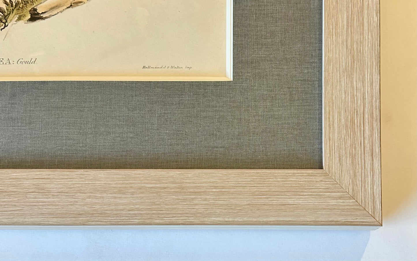 Grey Heron Original Lithograph by Gould, Circa 1840 (Framed)