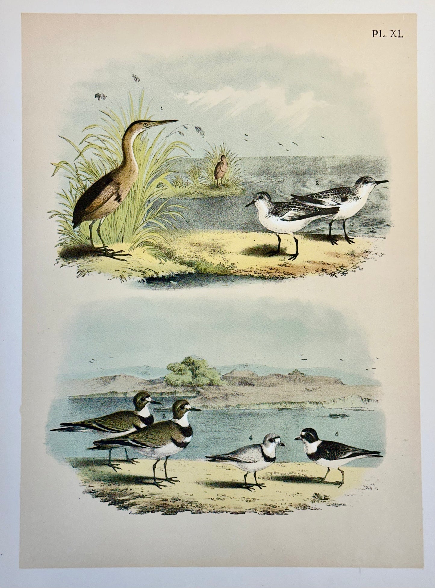 Bittern & Plover by Studer, 1878