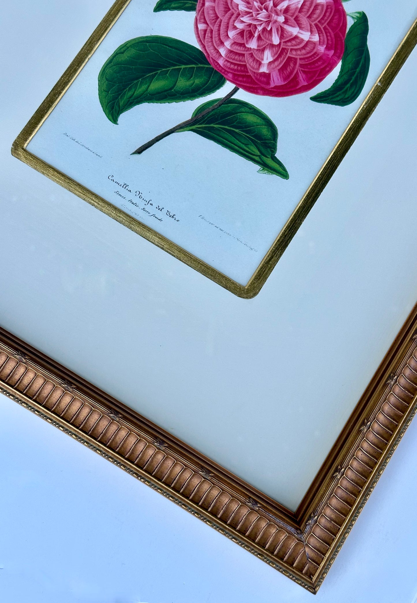 Camellia Prints, Framed Original Botanicals by Verschaffelt, 1845 (Set of 2)