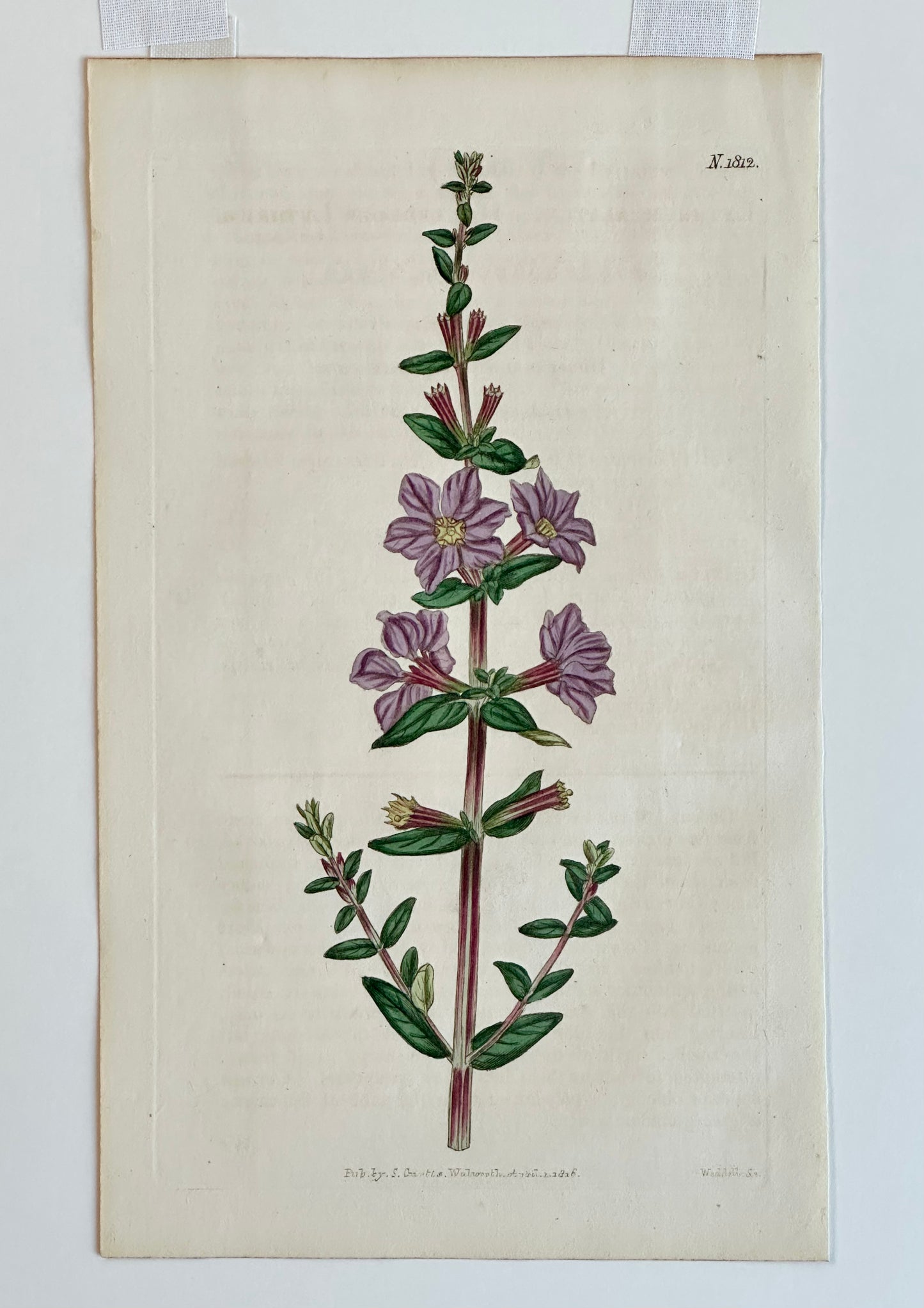 Winged Loosestrife Botanical Engraving by Curtis, 1796