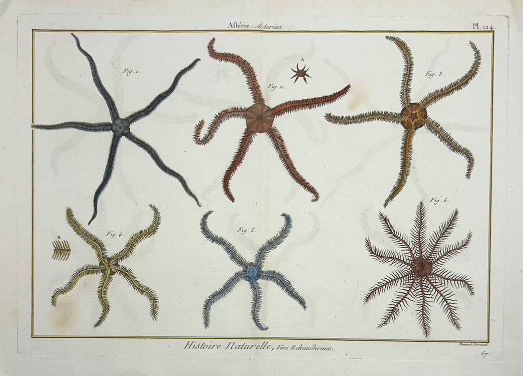 Star Fish Original Print From Historie Naturelle, 1791