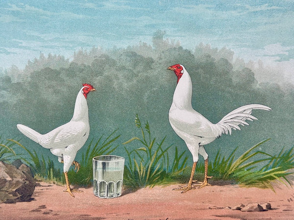 White Game Bantams Poultry Chromolithograph, Poultry World, circa 1879