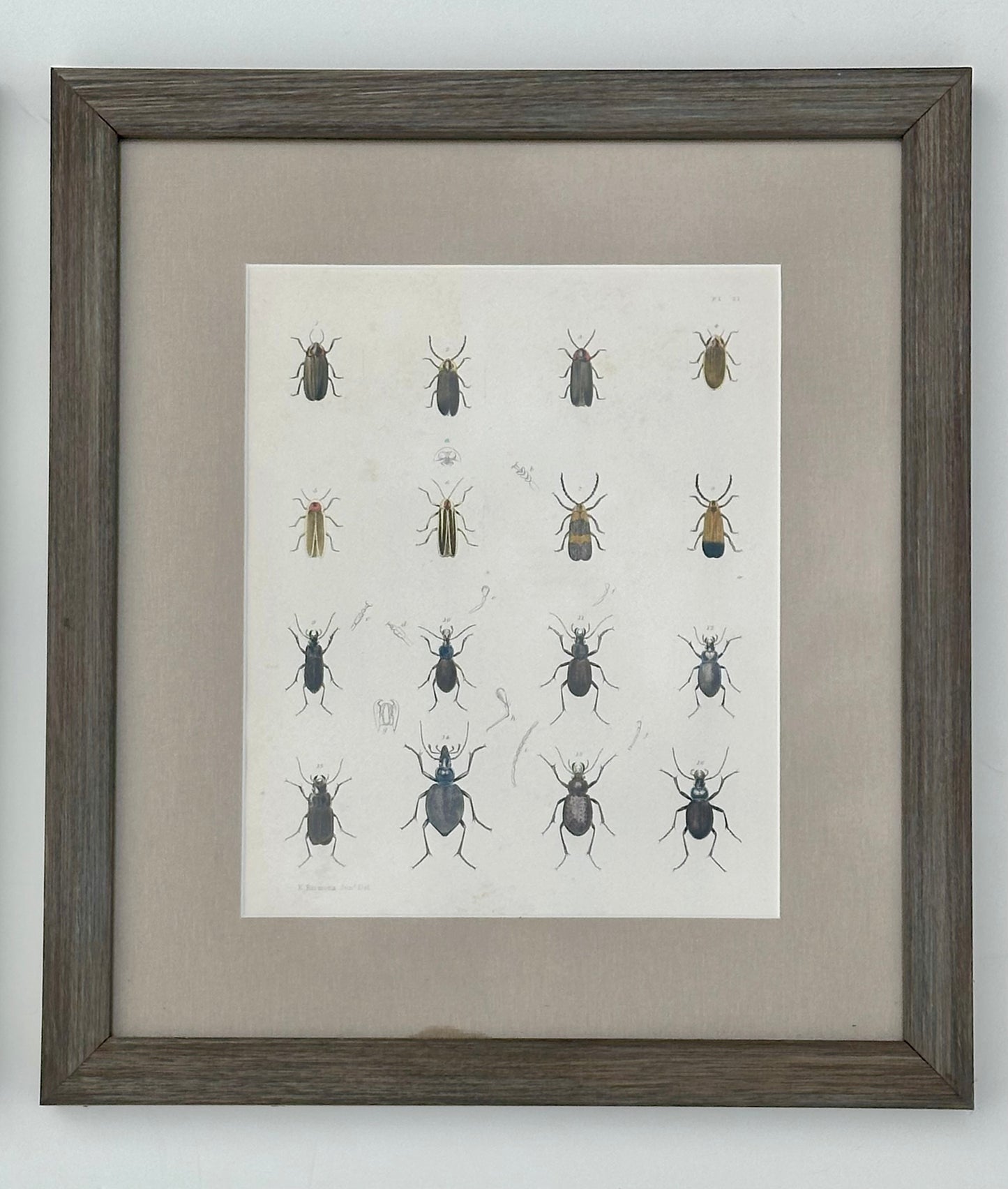 Set of 2 Insect original prints, 1852, framed