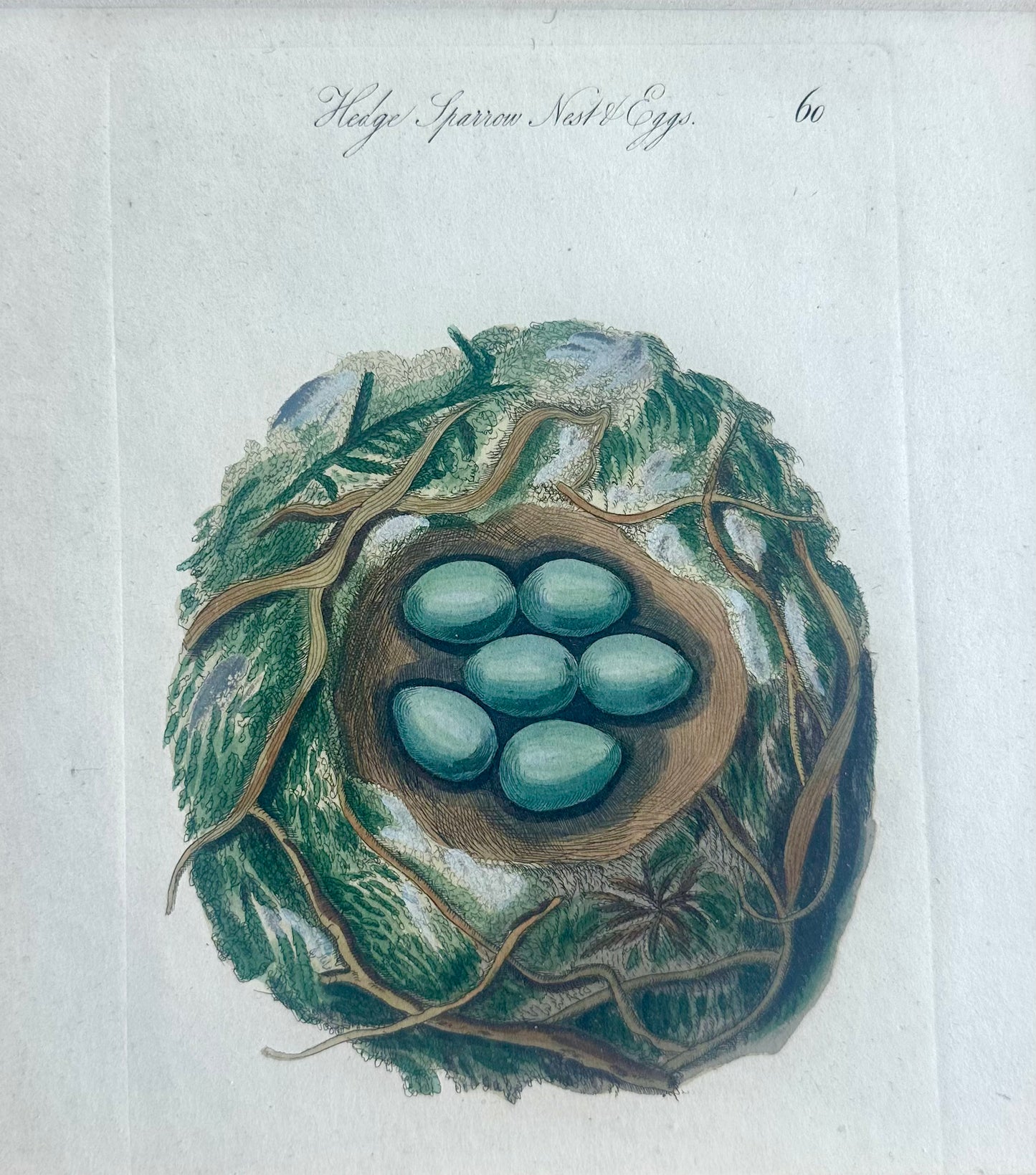 Tree Sparrow Nest & Egg, Original engraving, c. 1880