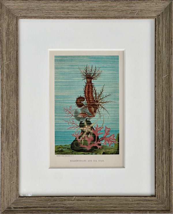Sea Cucumber & Coral Print, framed