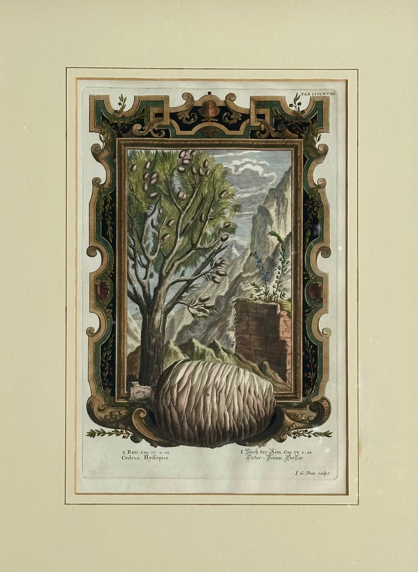 Pine Cone, Original engraving by Johann Scheuchzer, 1731 (Framed)