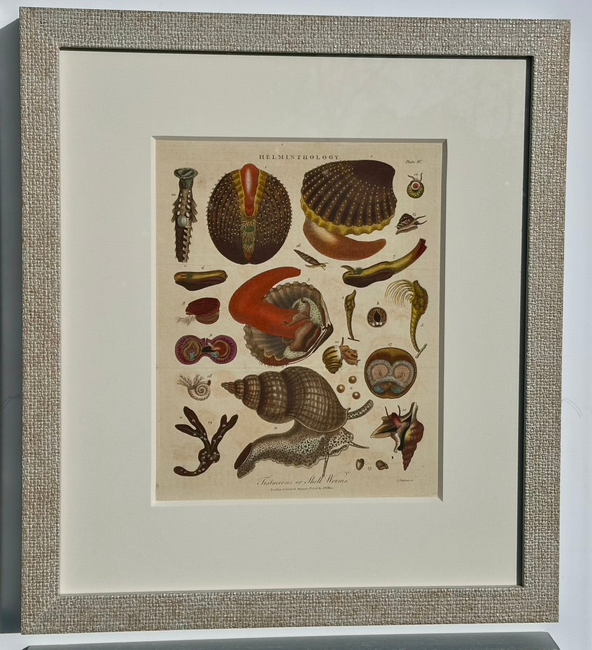 Corals, Shells & Sea Urchins (1807), Set of 4