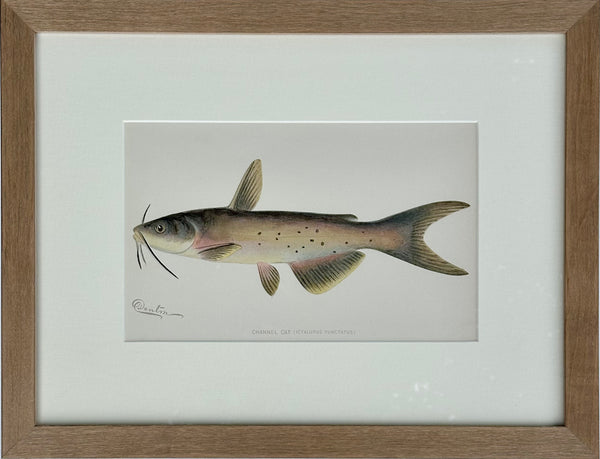 Channel Catfish by Denton, Framed