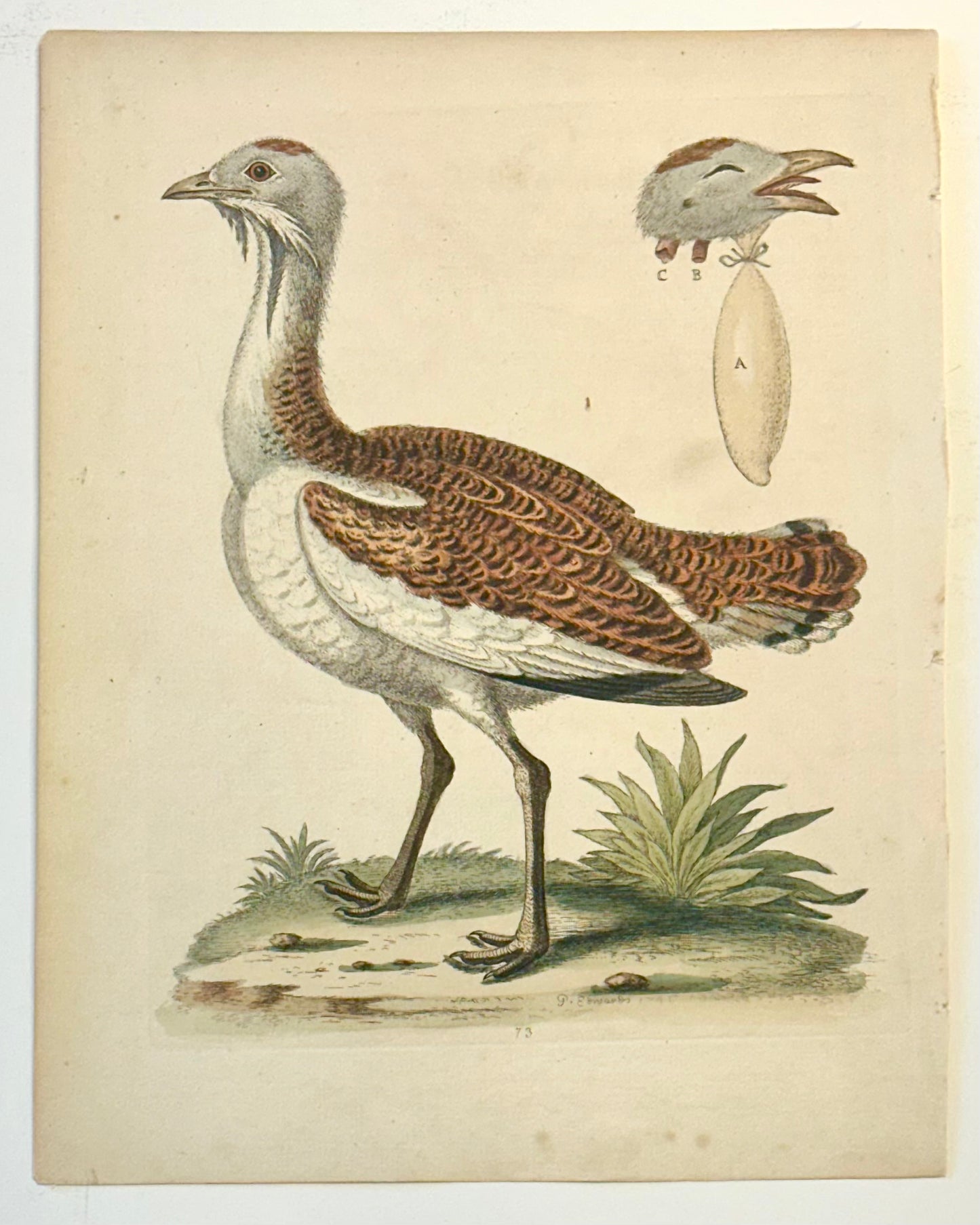 Great Bustard by George Edwards, 1740