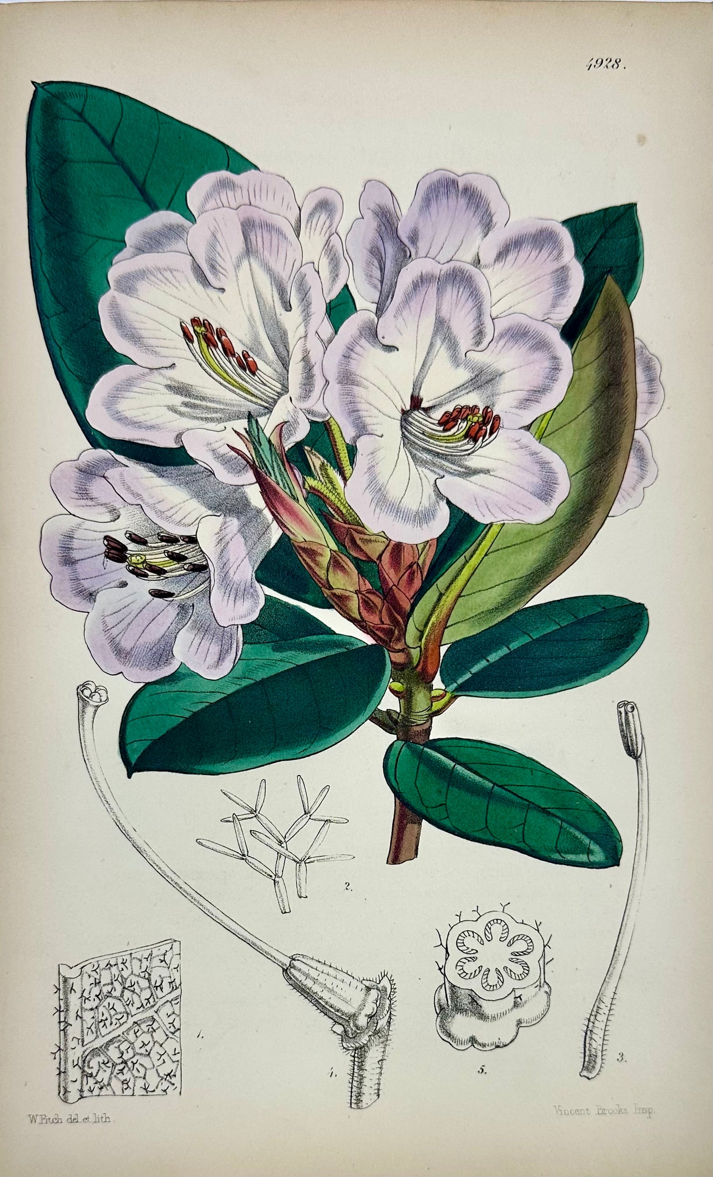 Original Botanical Engravings by William Curtis, 1856 (Set of 4)