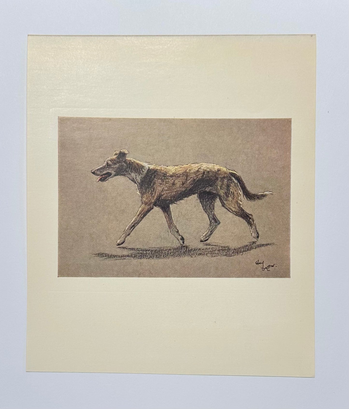 Lurcher Sighthound Dog by Cecil Aldin, 1928