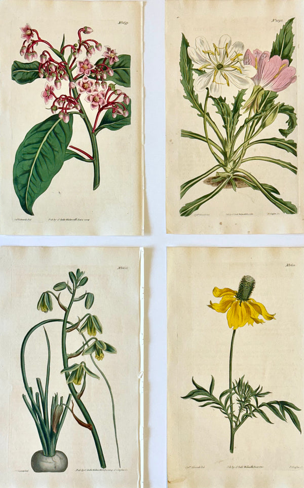 Original Botanical Engravings by William Curtis, 1816 (Set of 4)