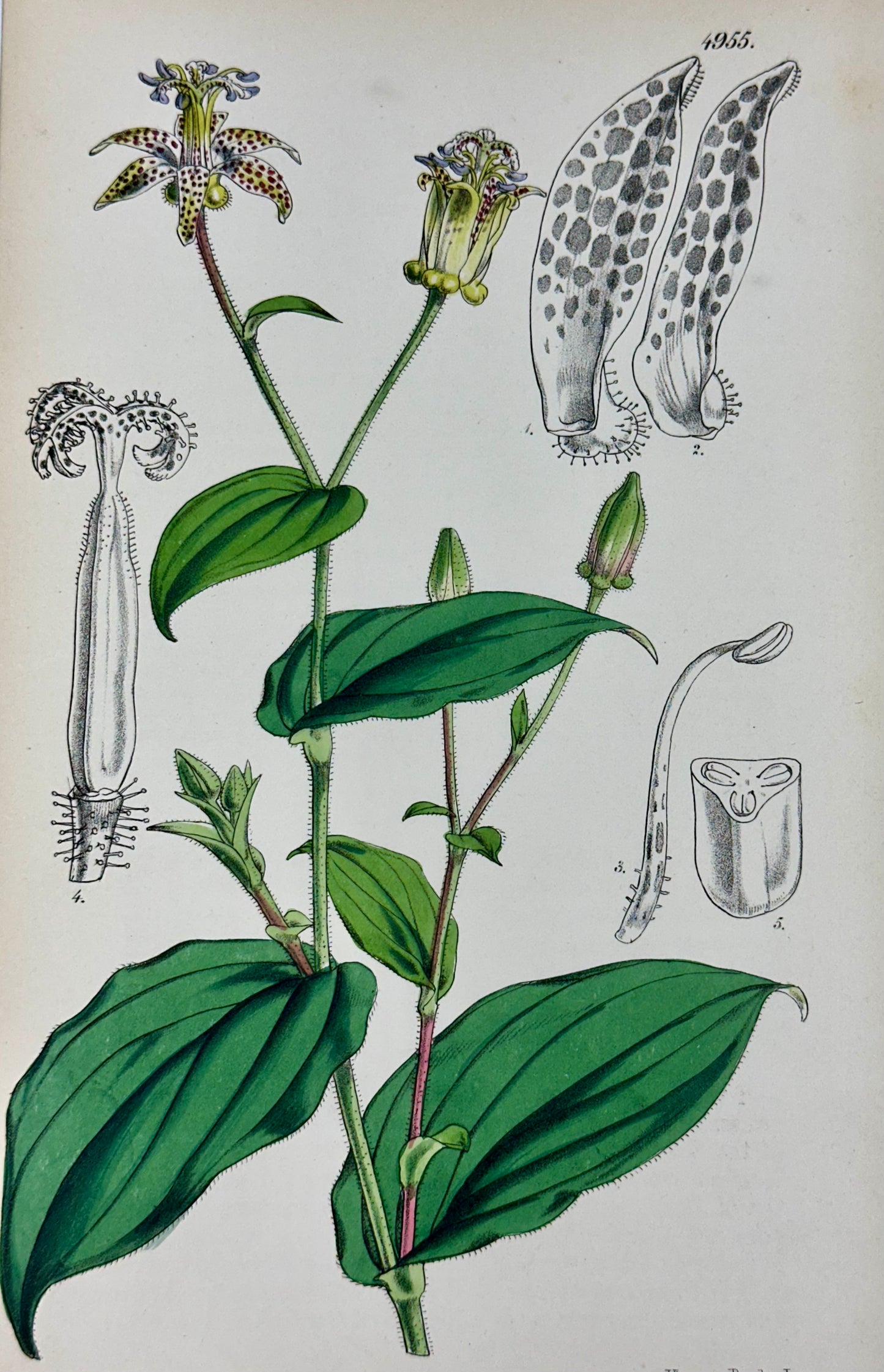 Original Botanical Engravings by William Curtis, 1856 (Set of 4)