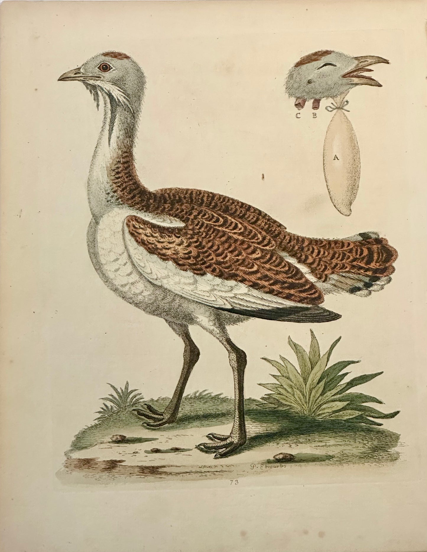 Great Bustard by George Edwards, 1740