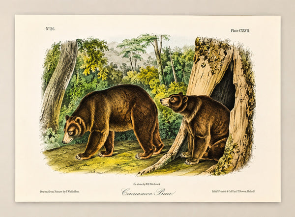 Cinnamon Bear Octavo Lithograph by John James Audubon, 1842