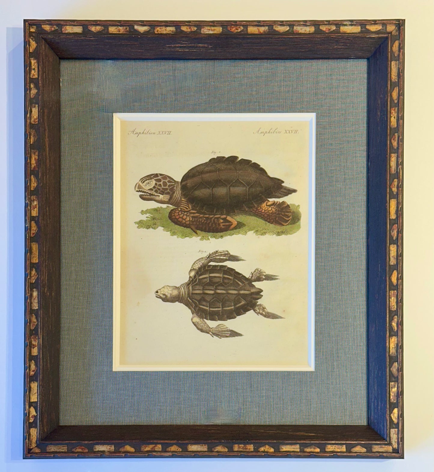 Loggerhead Sea Turtle by Friedrich Bertuch, 1795