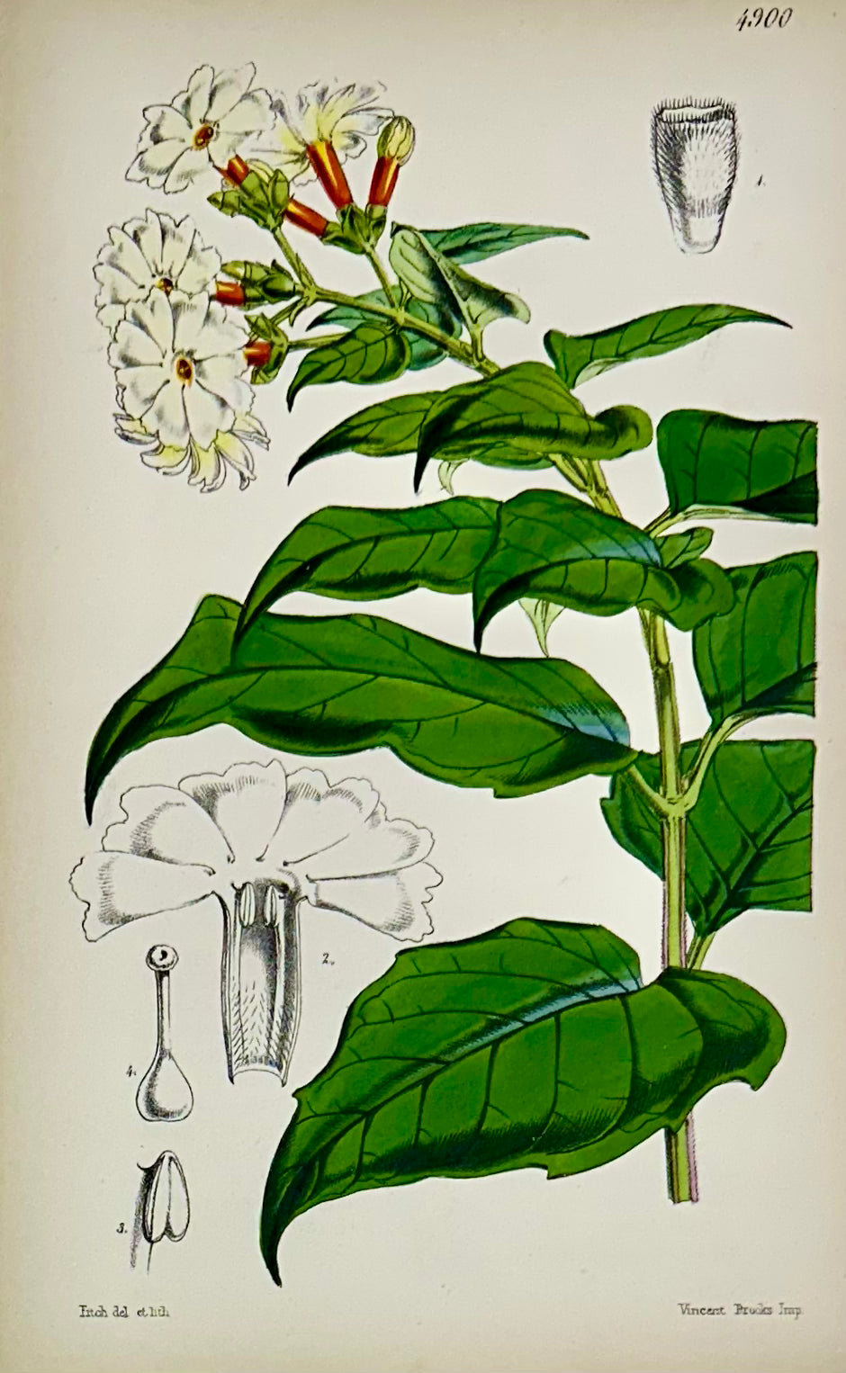 Tropical Botanical Engravings by William Curtis, 1856 (Set of 4)