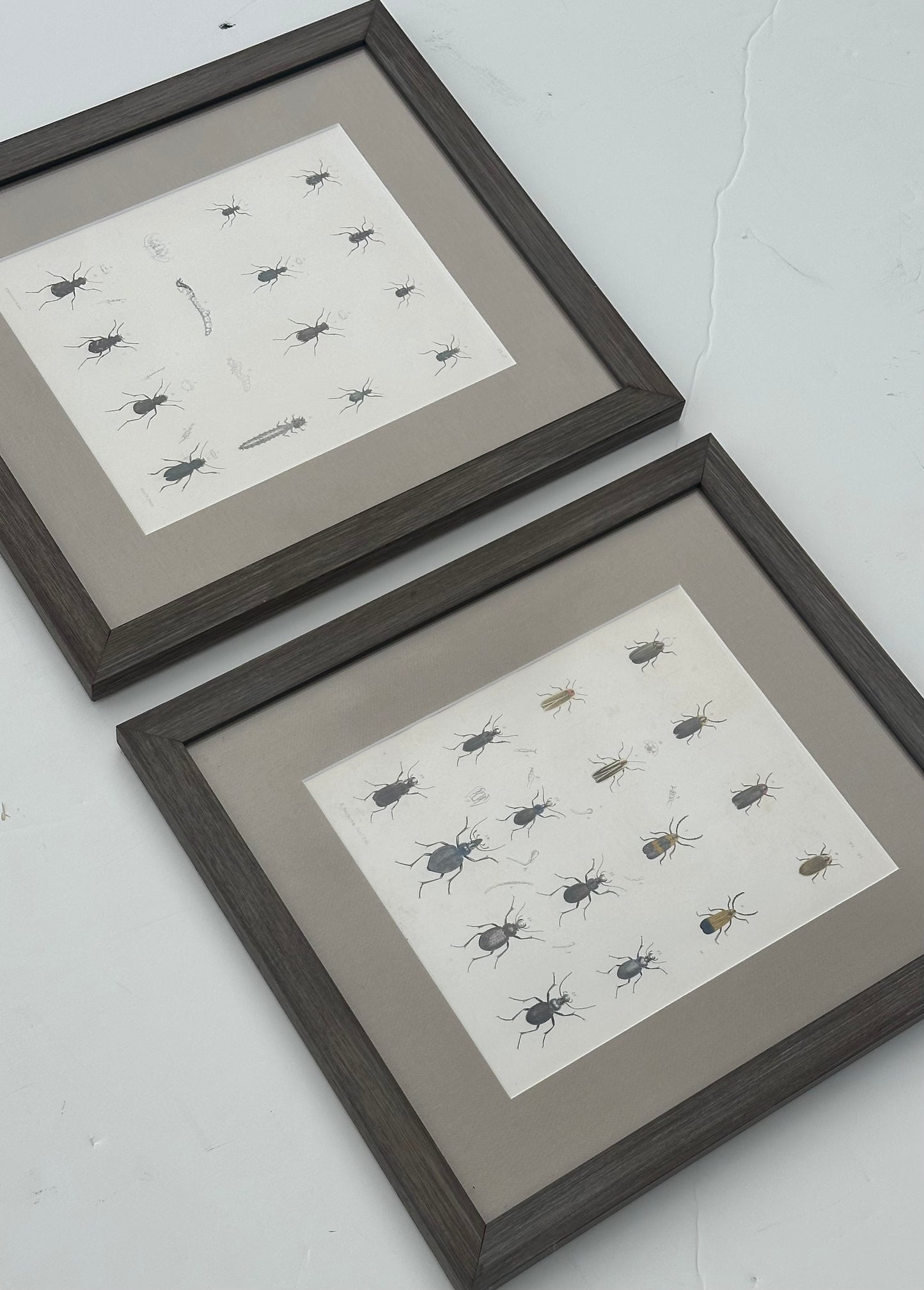 Set of 2 Insect original prints, 1852, framed