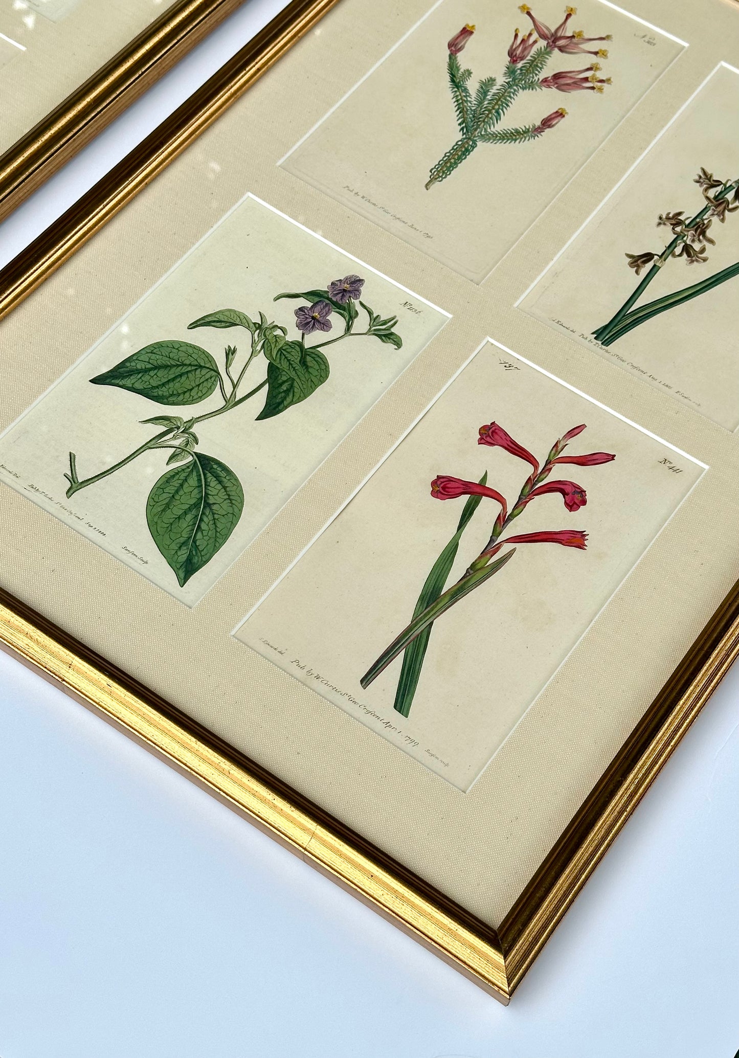Set of botanicals by William Curtis, 1806 (framed)
