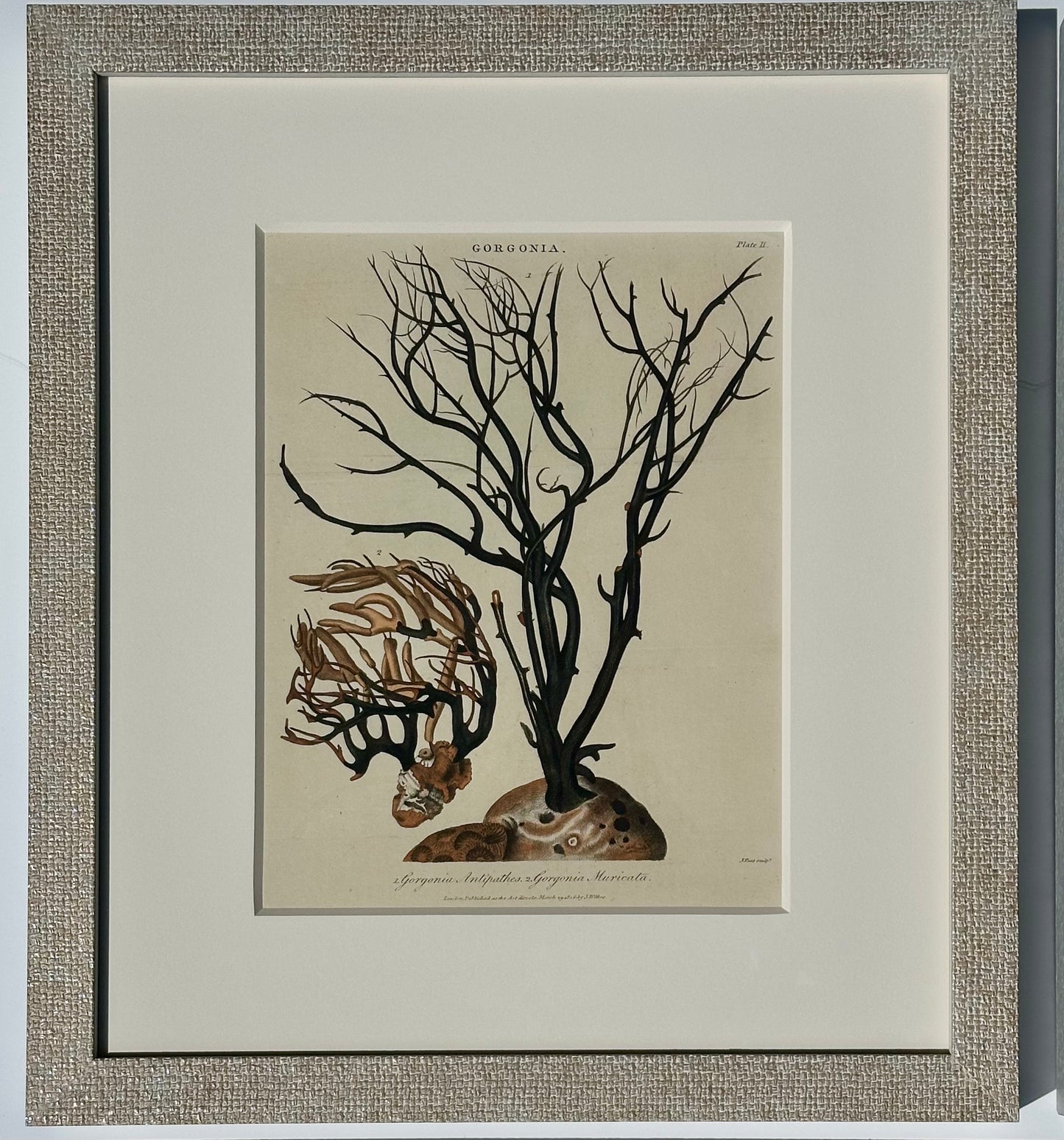 Corals, Shells & Sea Urchins (1807), Set of 4