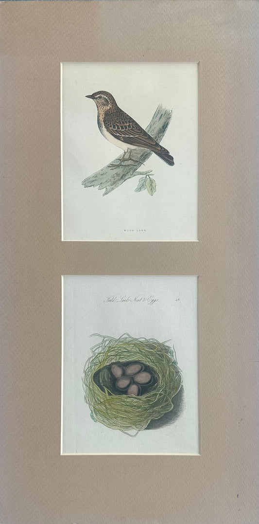 Lark Sparrow Nest & Egg, Original engraving, c. 1880