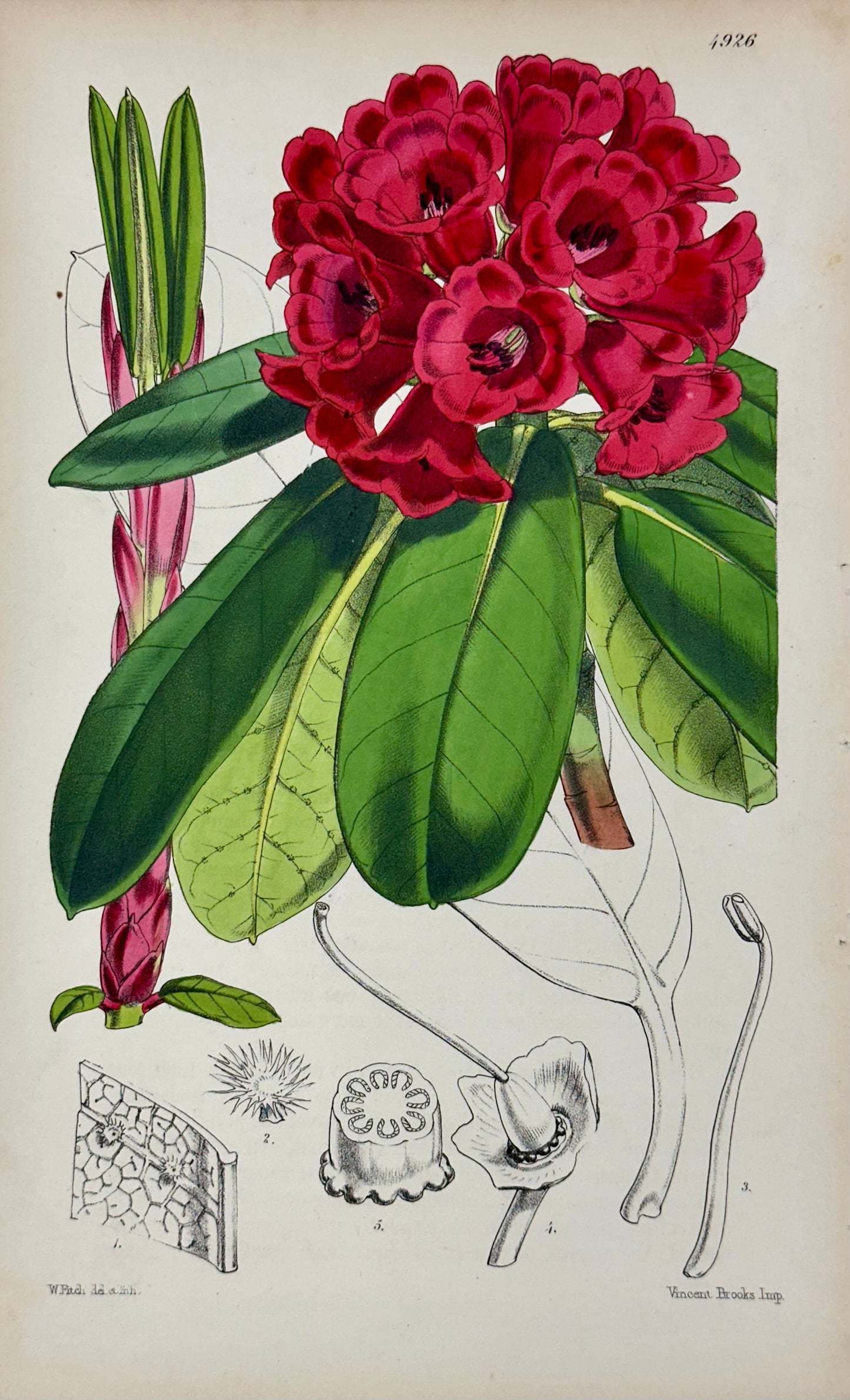 Original Botanical Engravings by William Curtis, 1856 (Set of 4)